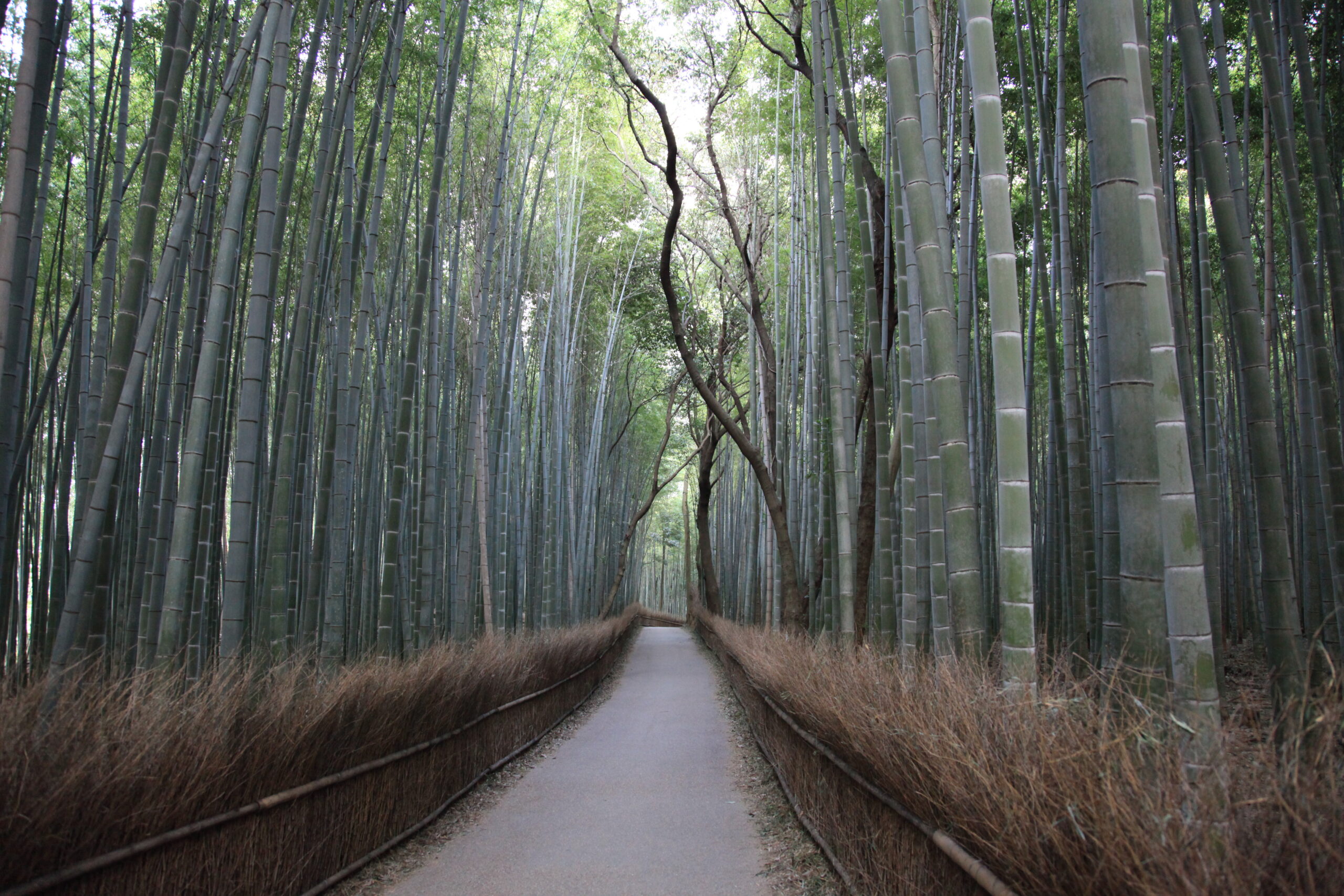 Chemin au travers d'une forêt de bambous au Japon - Hypnose - Coaching de vie - Coaching professionnel