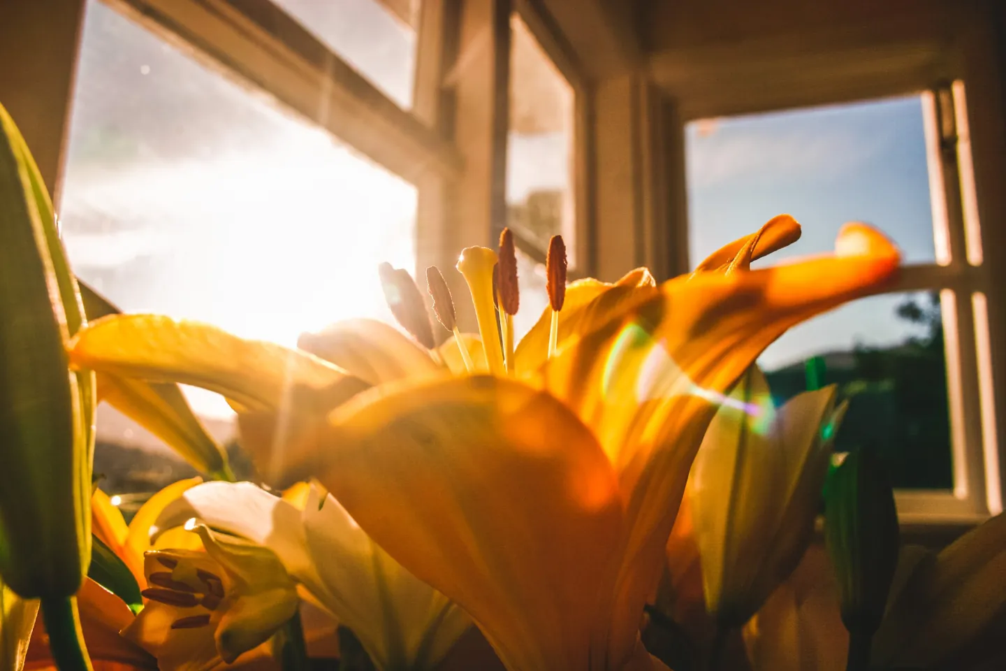 Des lys jaune en gros plan avec un rayon de soleil à travers la vitre. Faire le deuil. Relation d'aide. Hypnose.