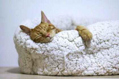 Un chat dort confortablement installé dans son panier - coaching de vie - hypnose à Nantes - Sylvie Rauwel - Nantes
