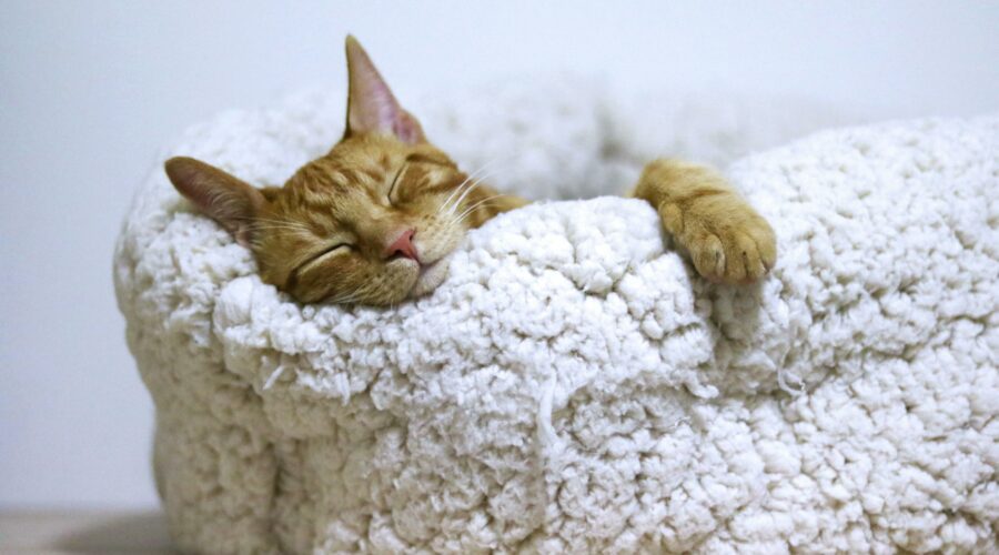 Un chat dort confortablement installé dans son panier - coaching de vie - hypnose à Nantes - Sylvie Rauwel - Nantes